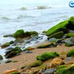 Is sea moss good for mucus