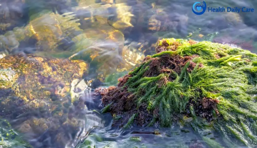 Does sea moss help remove mucus?
