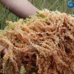 Can you take sea moss while pregnant?